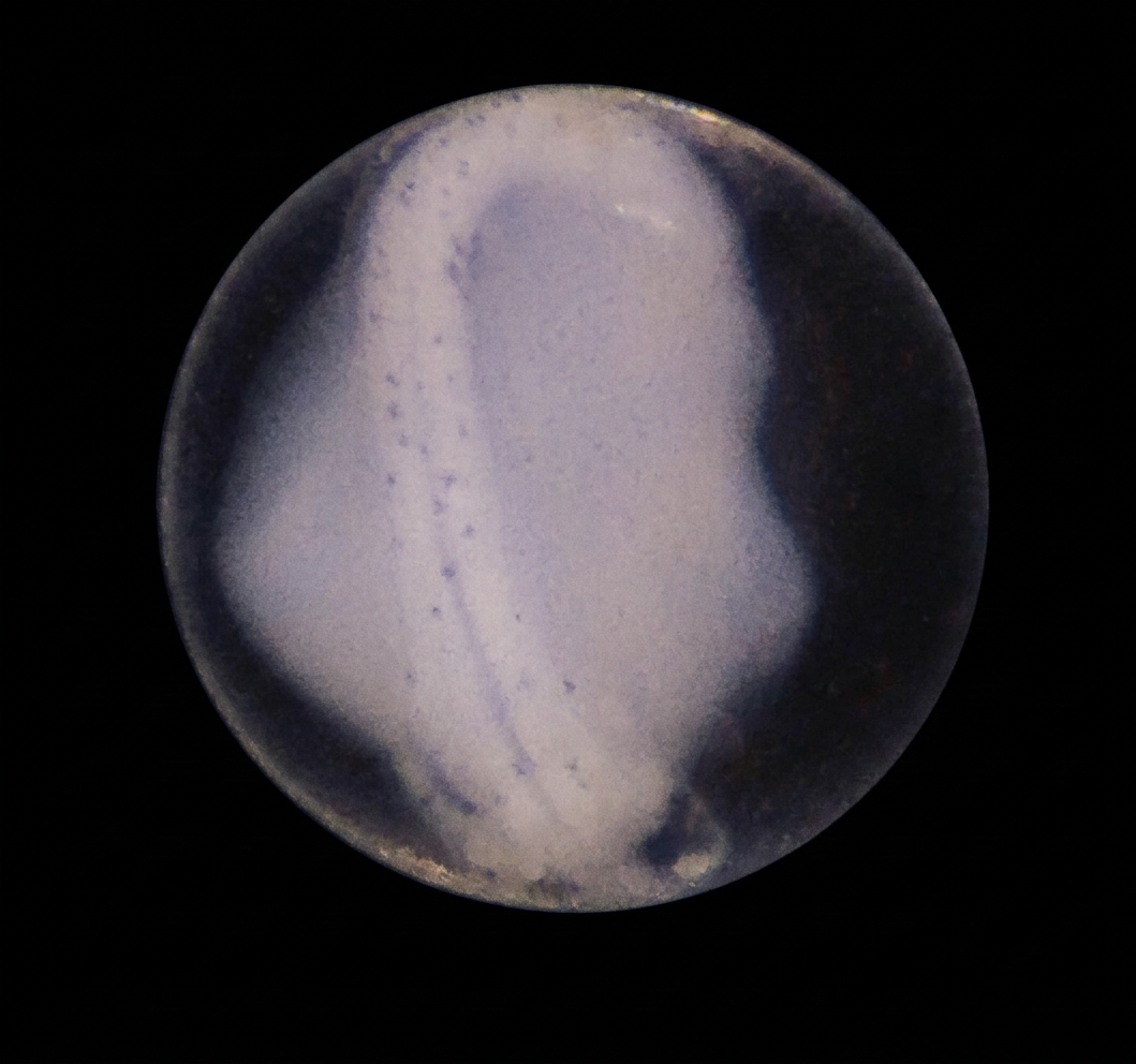 Specimen image