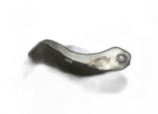 Specimen image