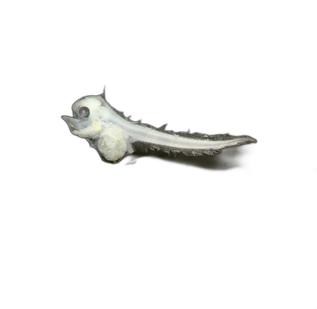 Specimen image
