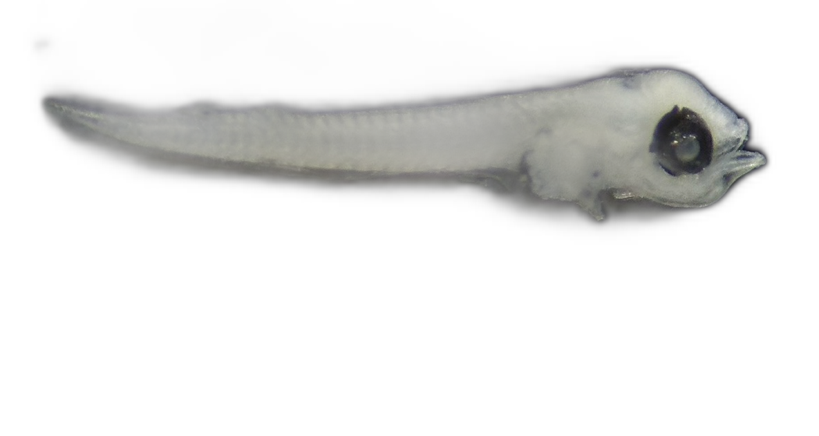 Specimen image
