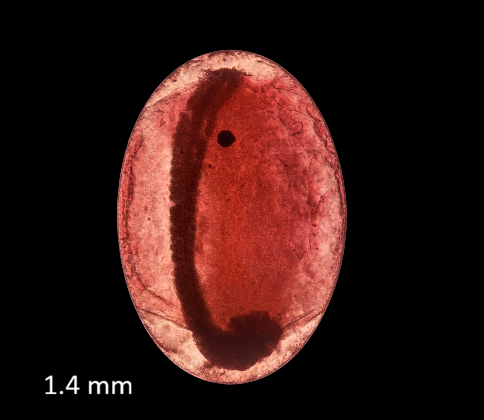 Specimen image