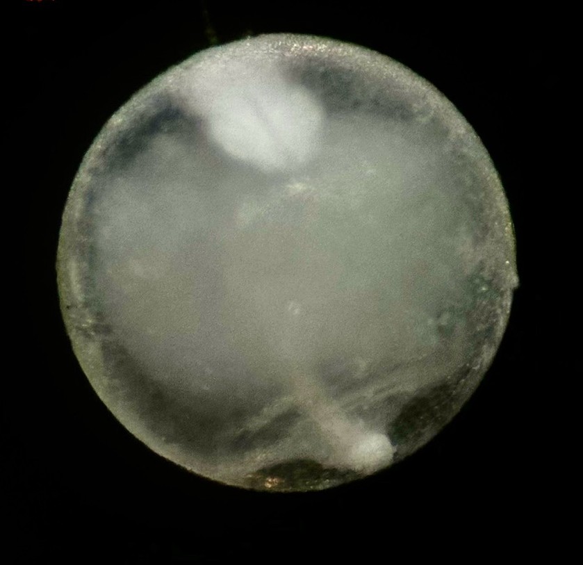 Specimen image