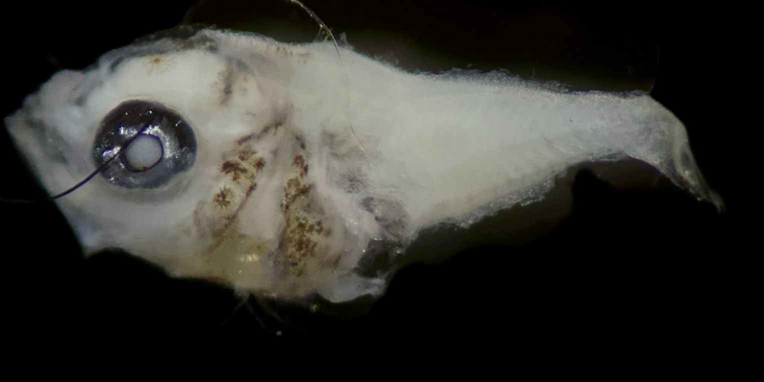 Specimen image