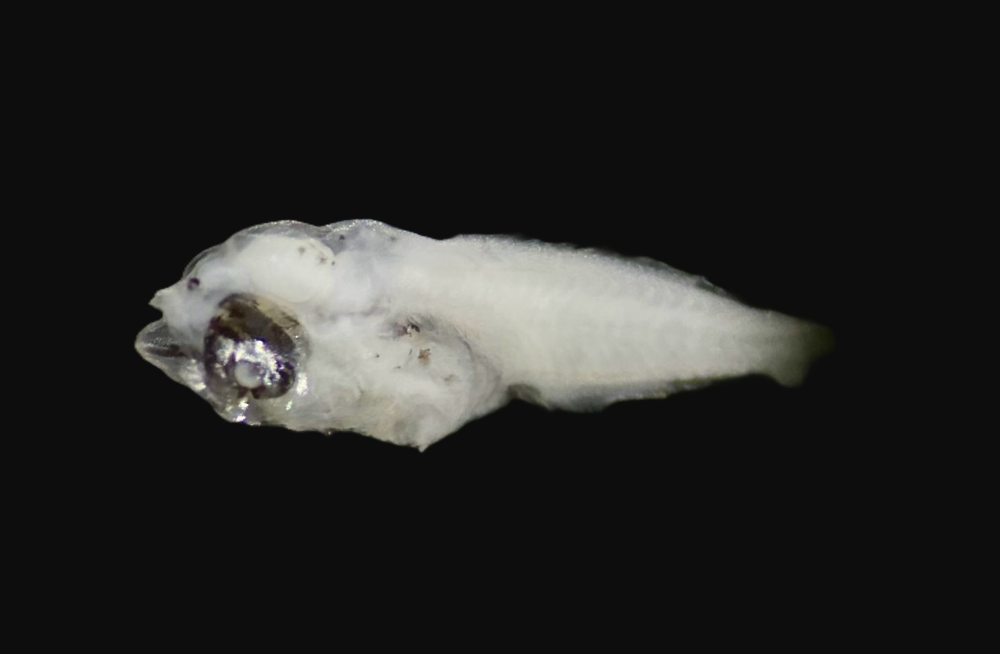 Specimen image