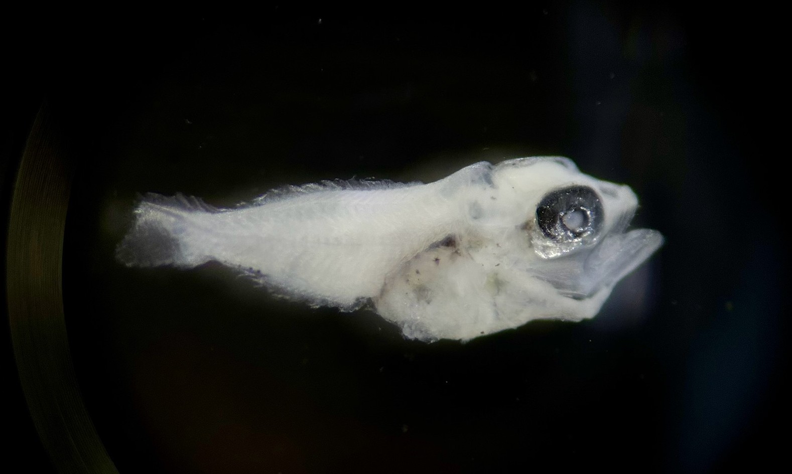 Specimen image