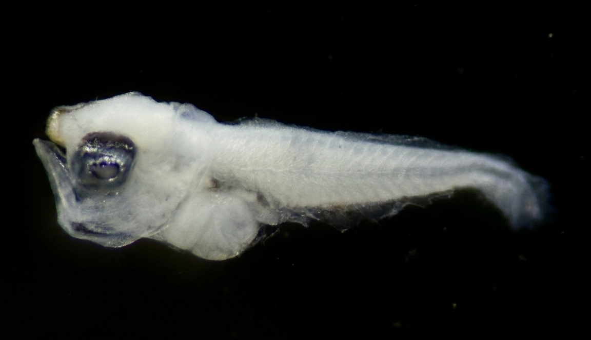 Specimen image