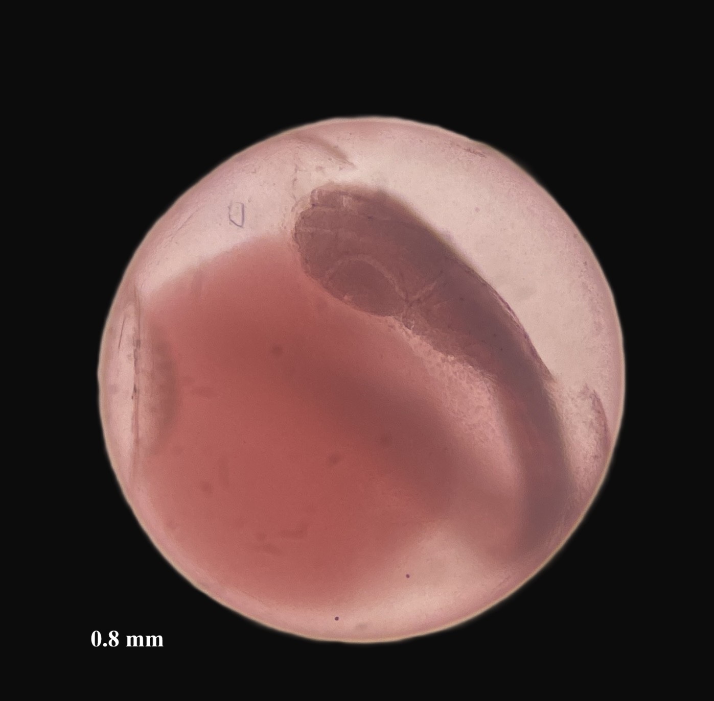 Specimen image
