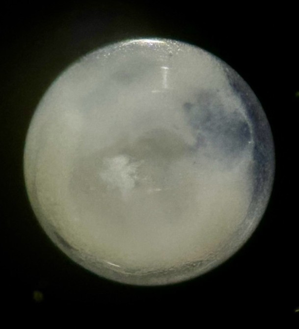 Specimen image