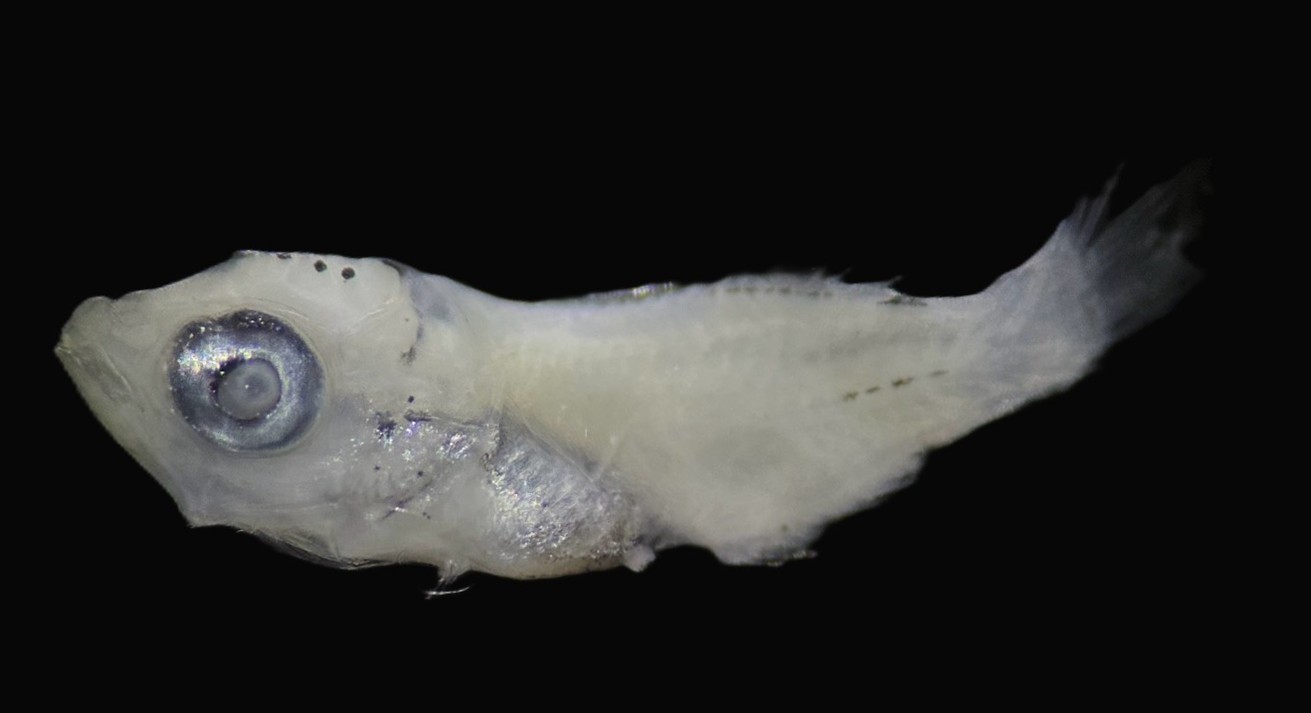 Specimen image