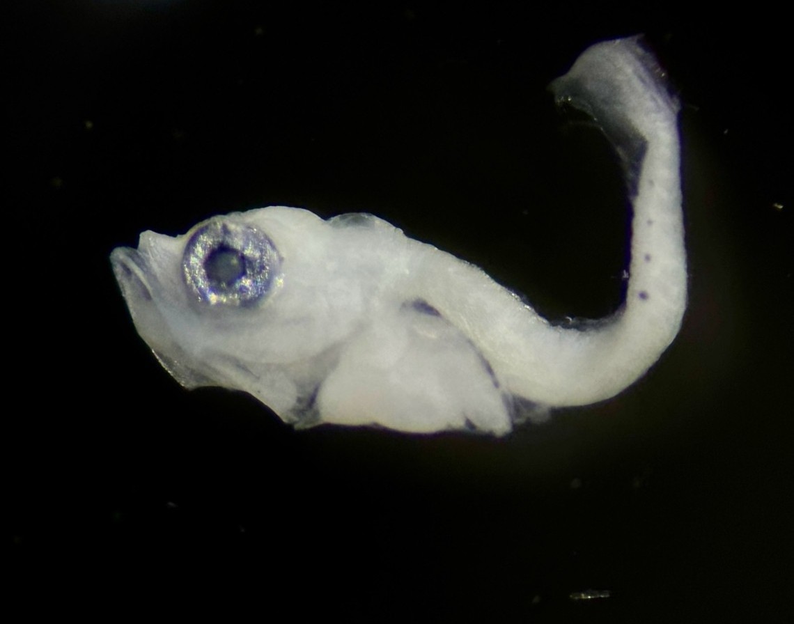 Specimen image