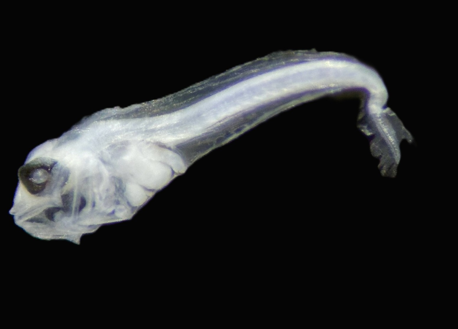 Specimen image