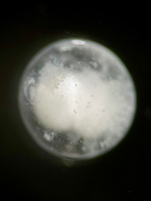 Specimen image