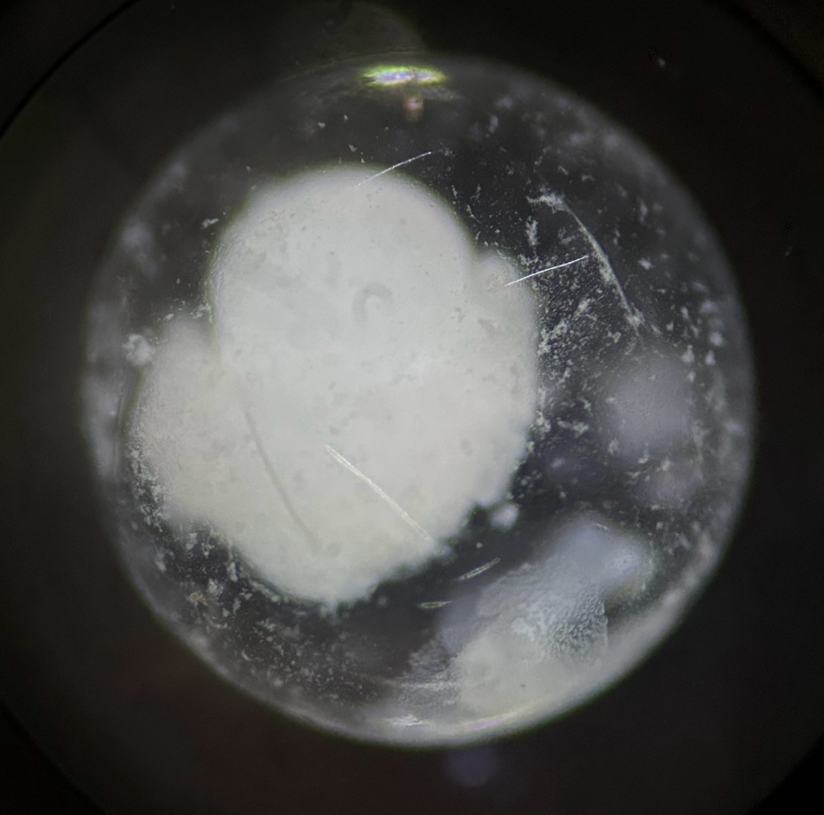Specimen image