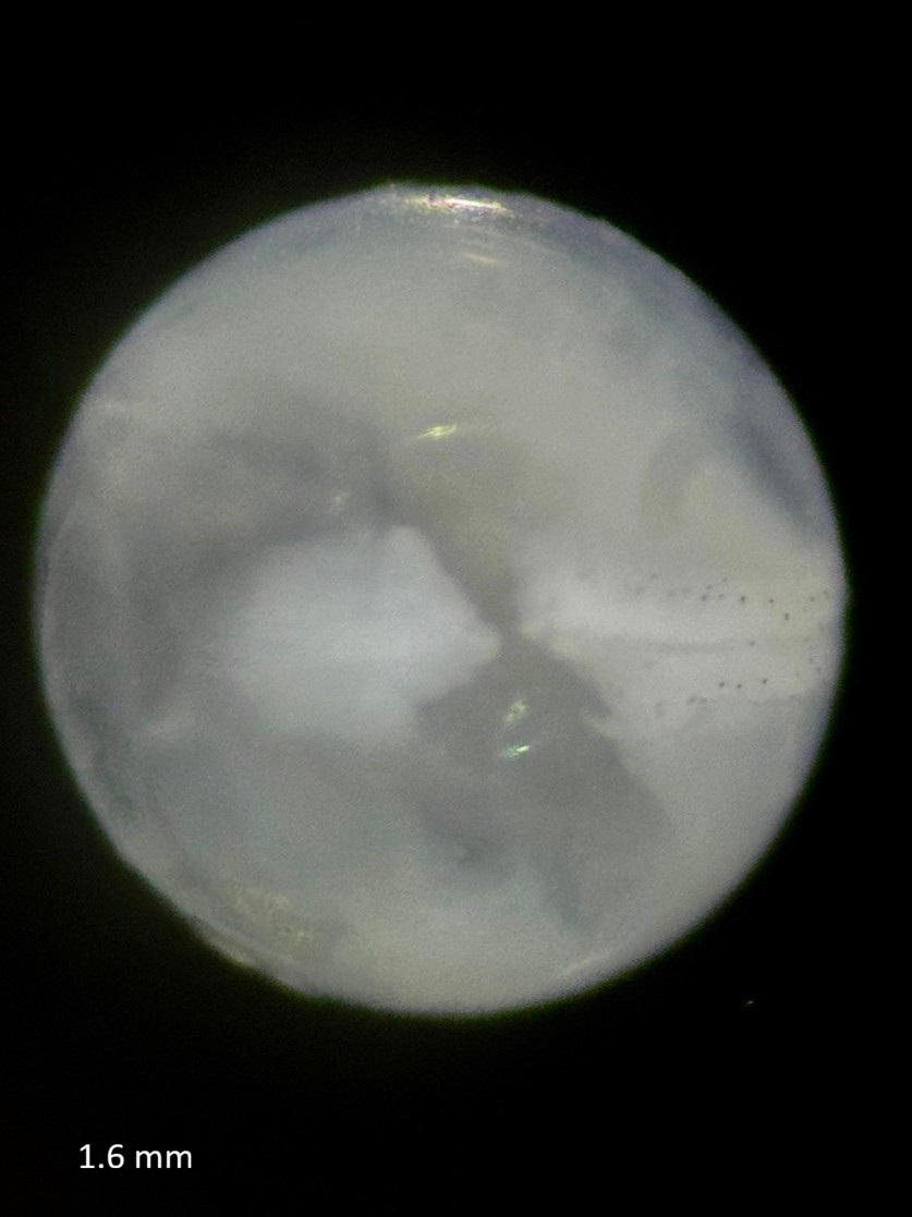 Specimen image