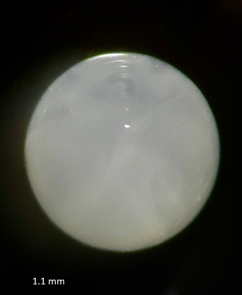 Specimen image