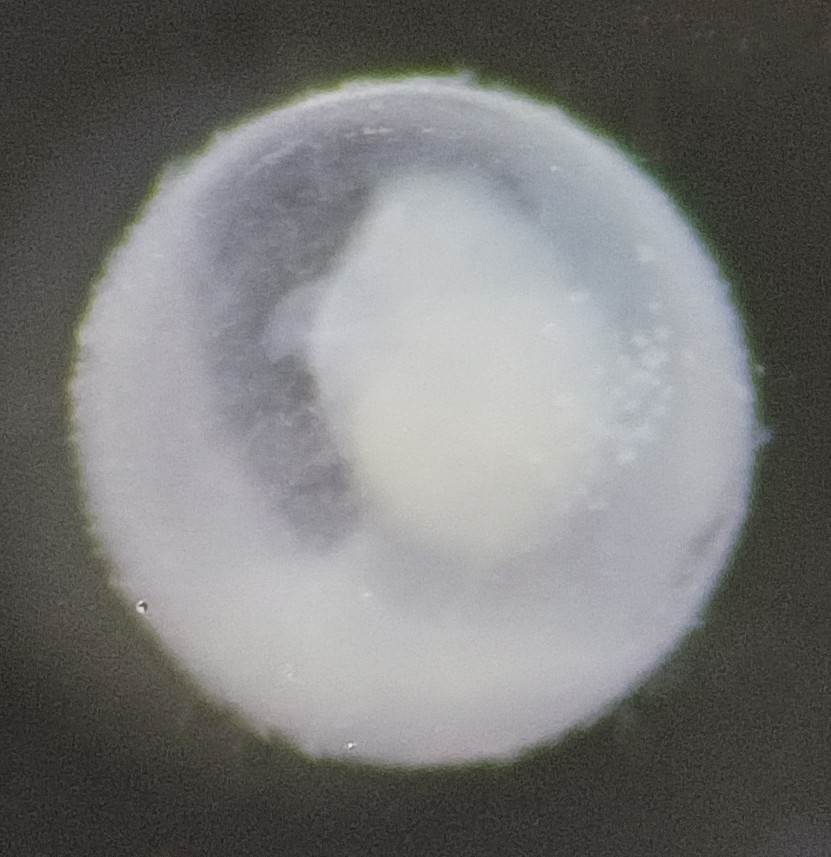 Specimen image