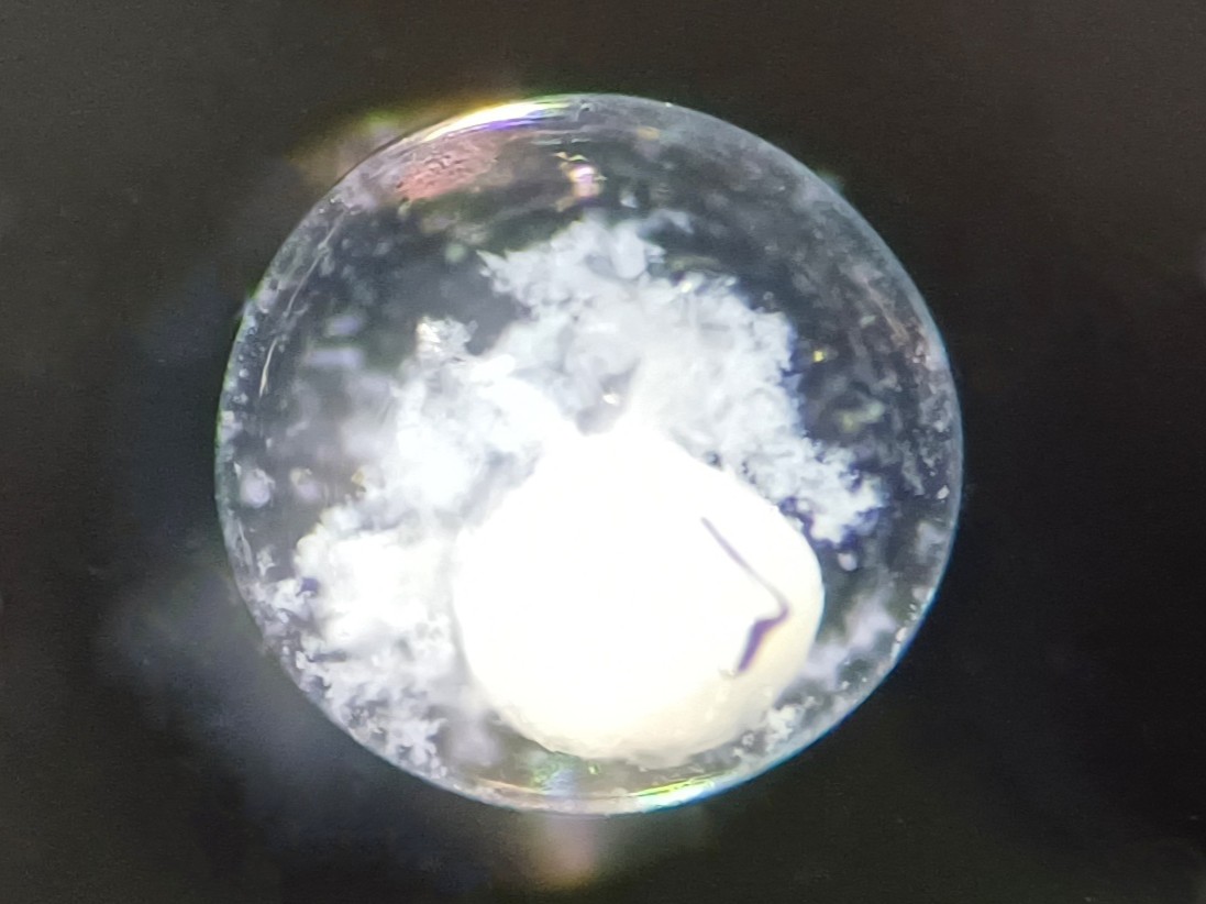 Specimen image