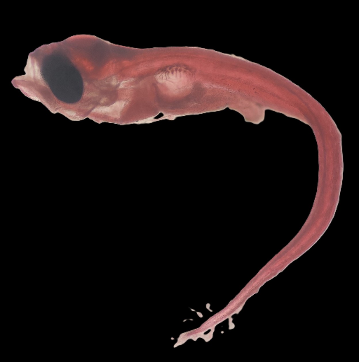 Specimen image