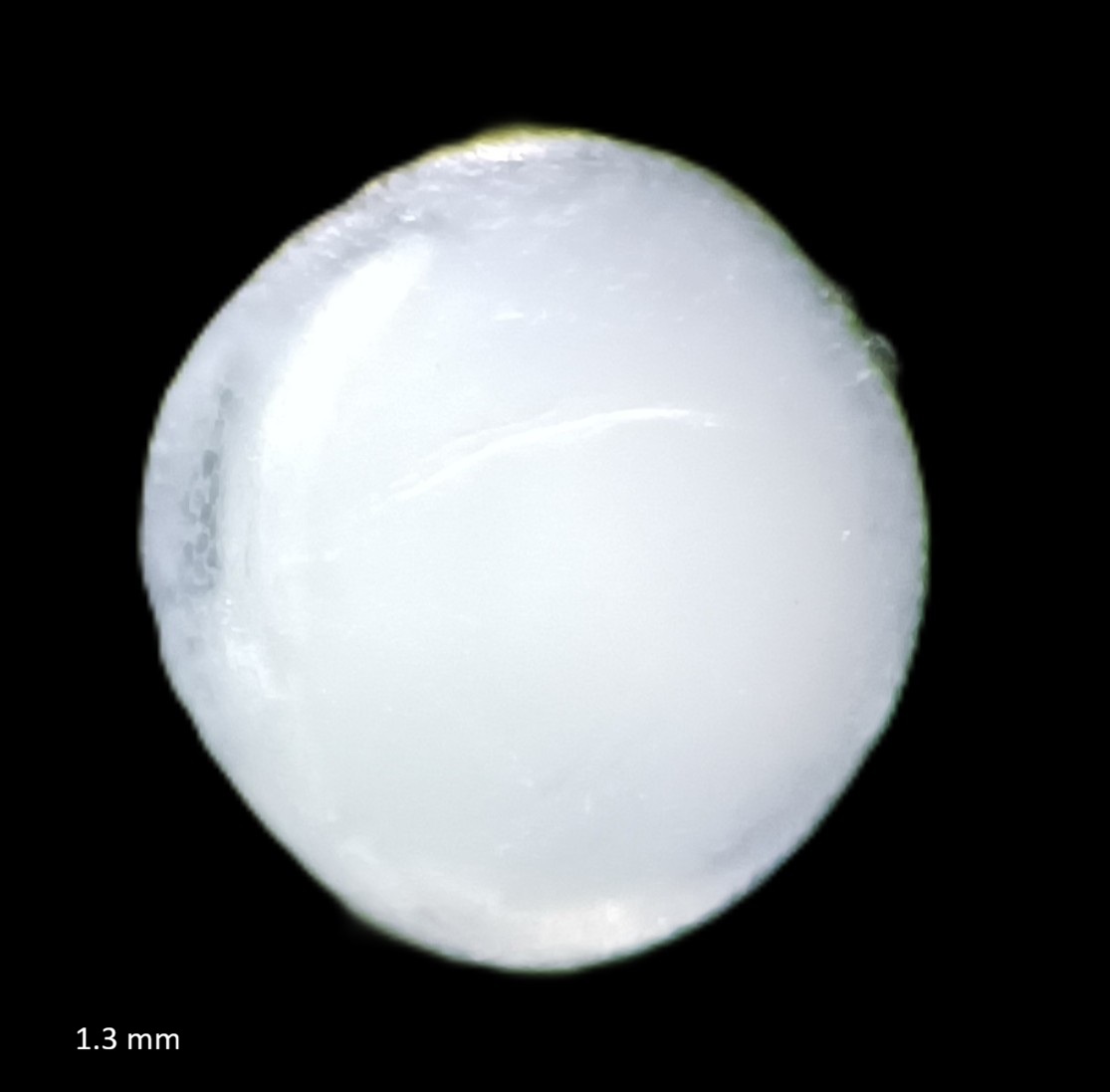 Specimen image