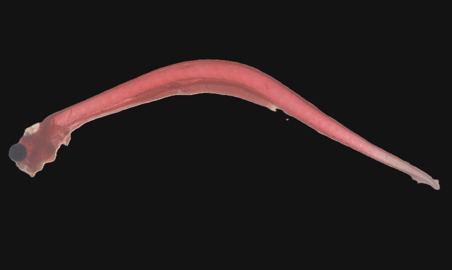 Specimen image