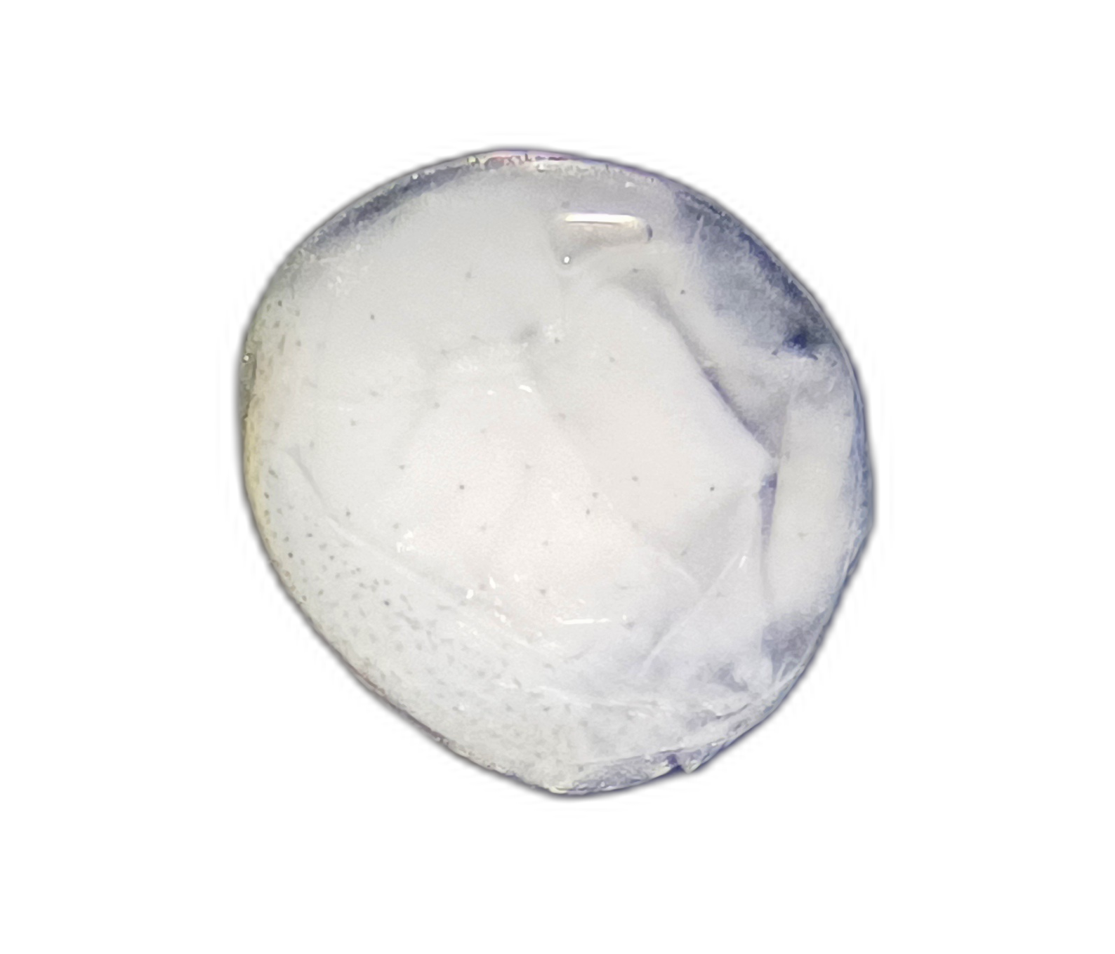 Specimen image