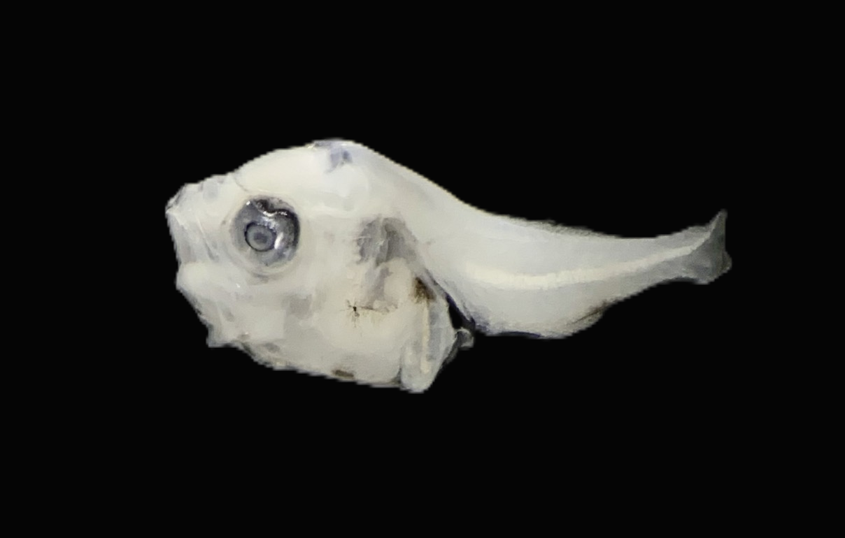 Specimen image