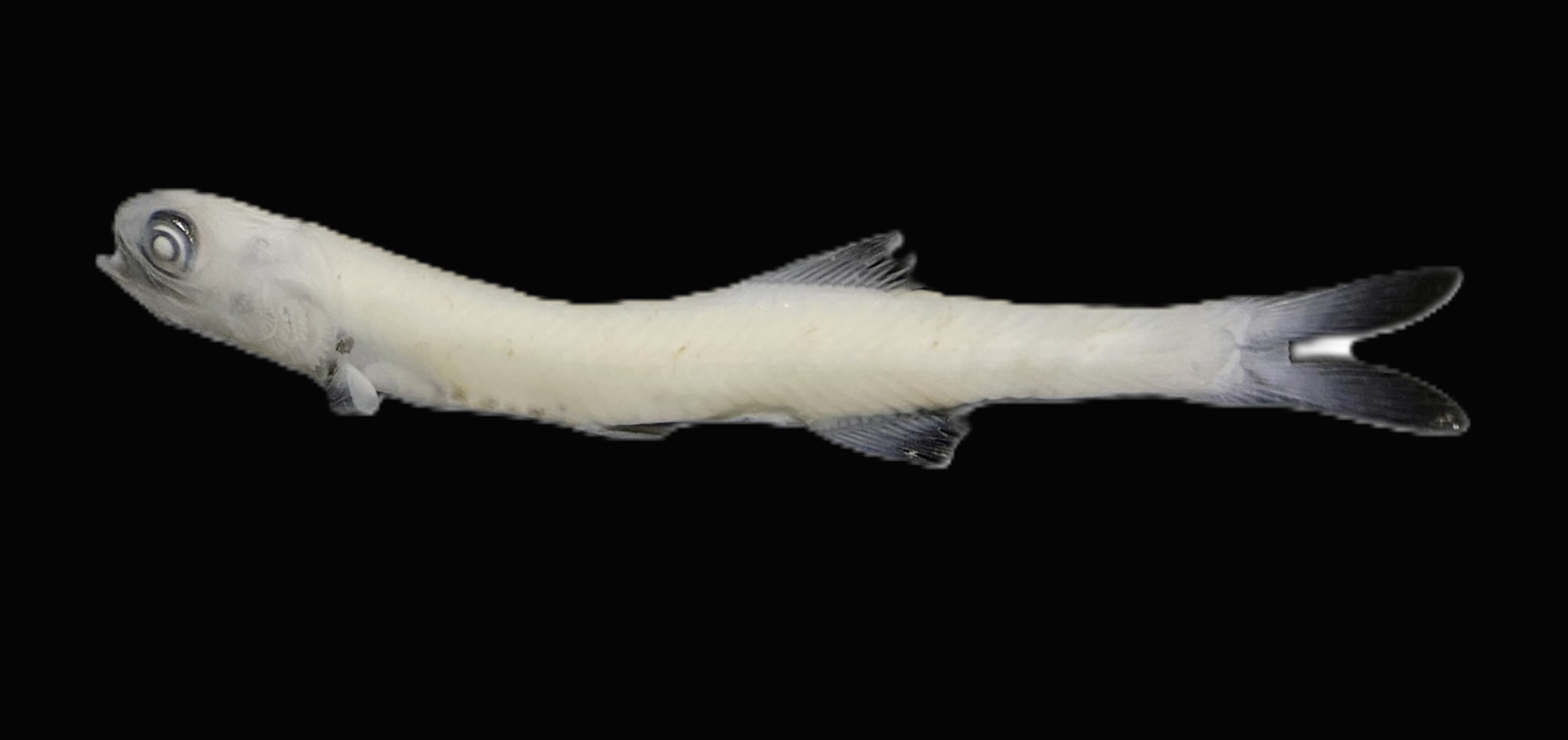 Specimen image