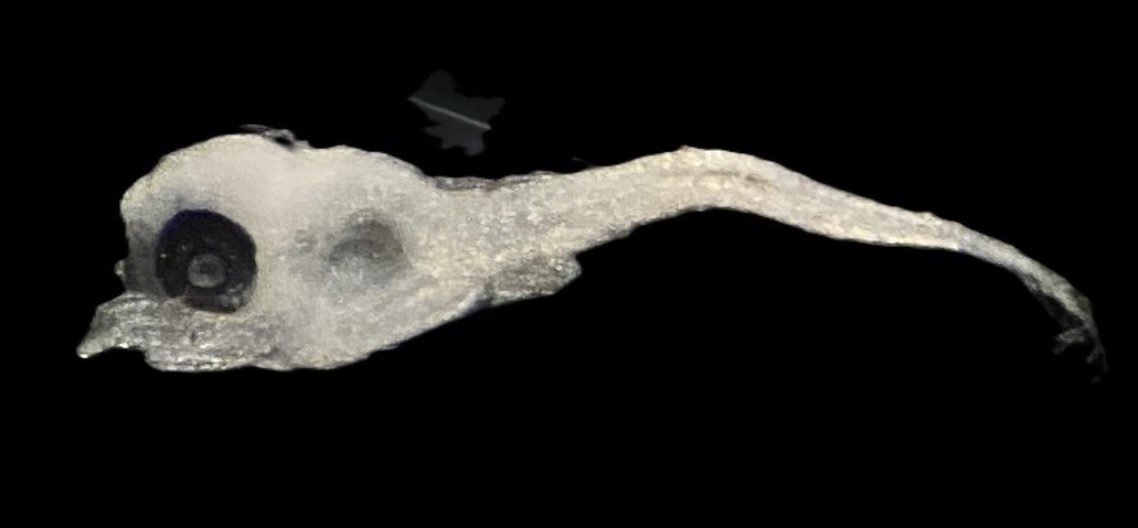 Specimen image