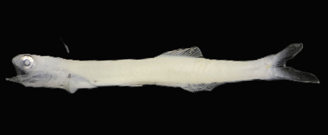 Specimen image