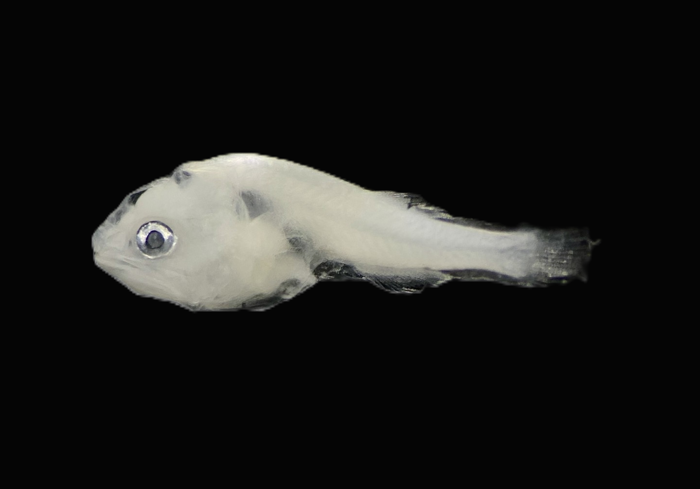 Specimen image