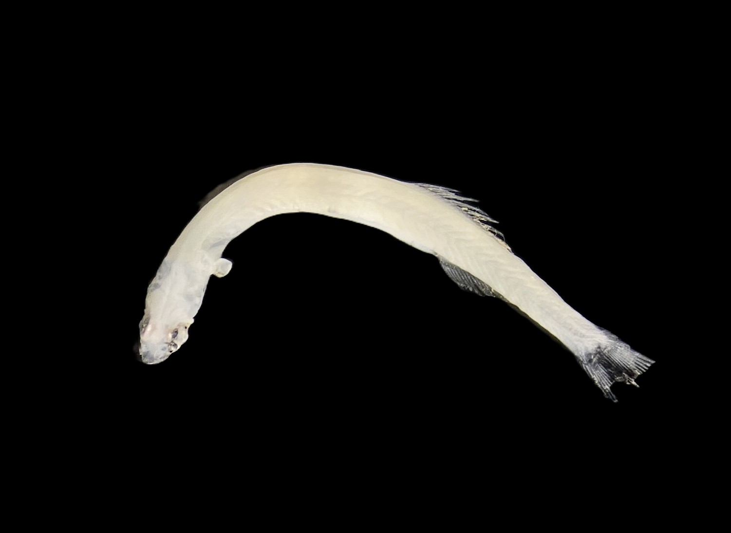 Specimen image