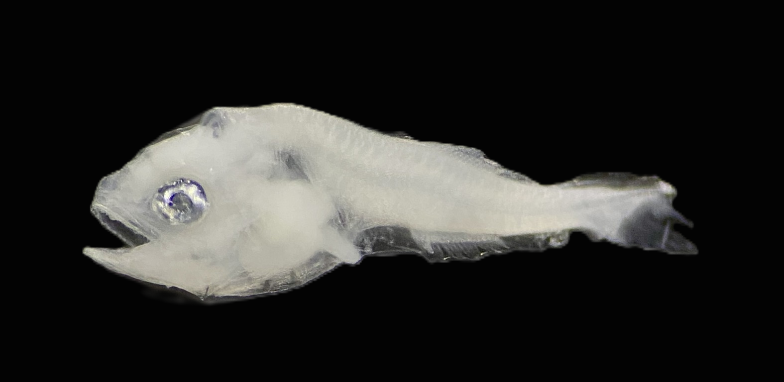 Specimen image