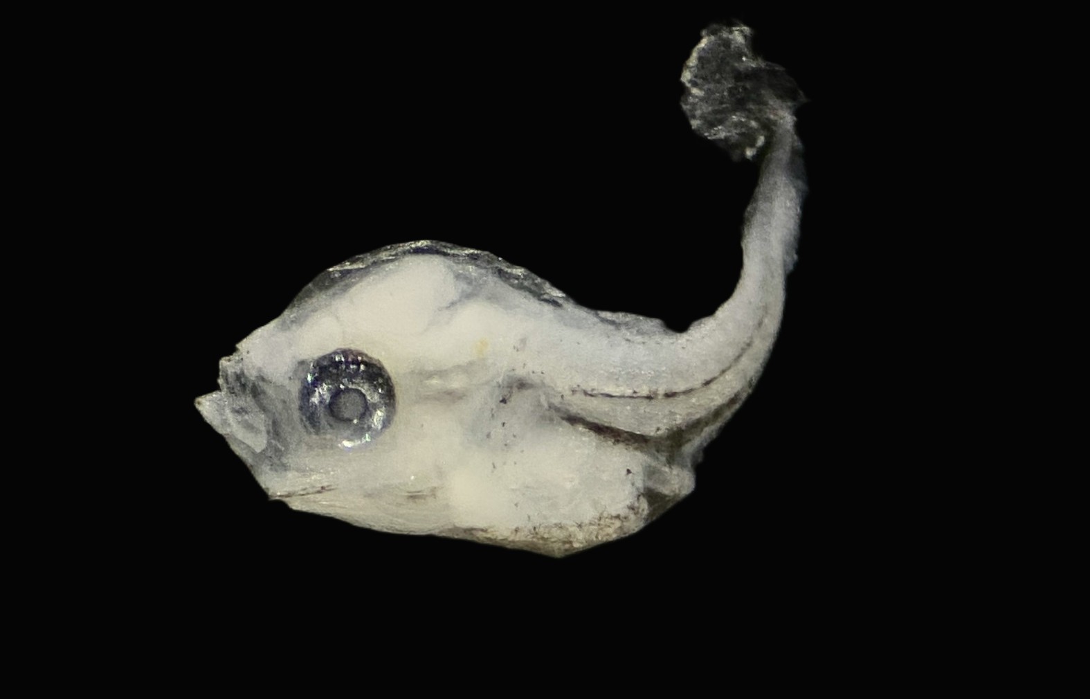 Specimen image