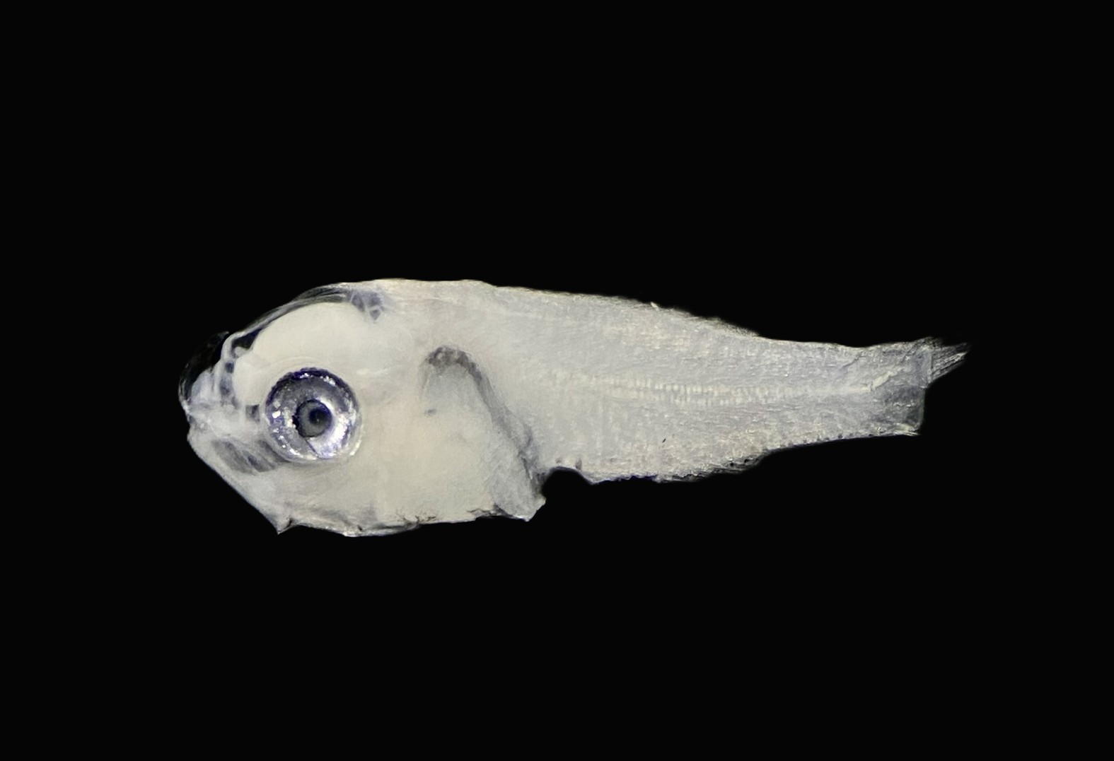 Specimen image