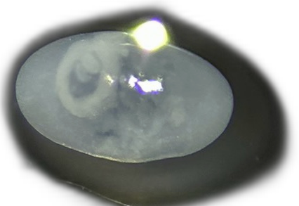 Specimen image
