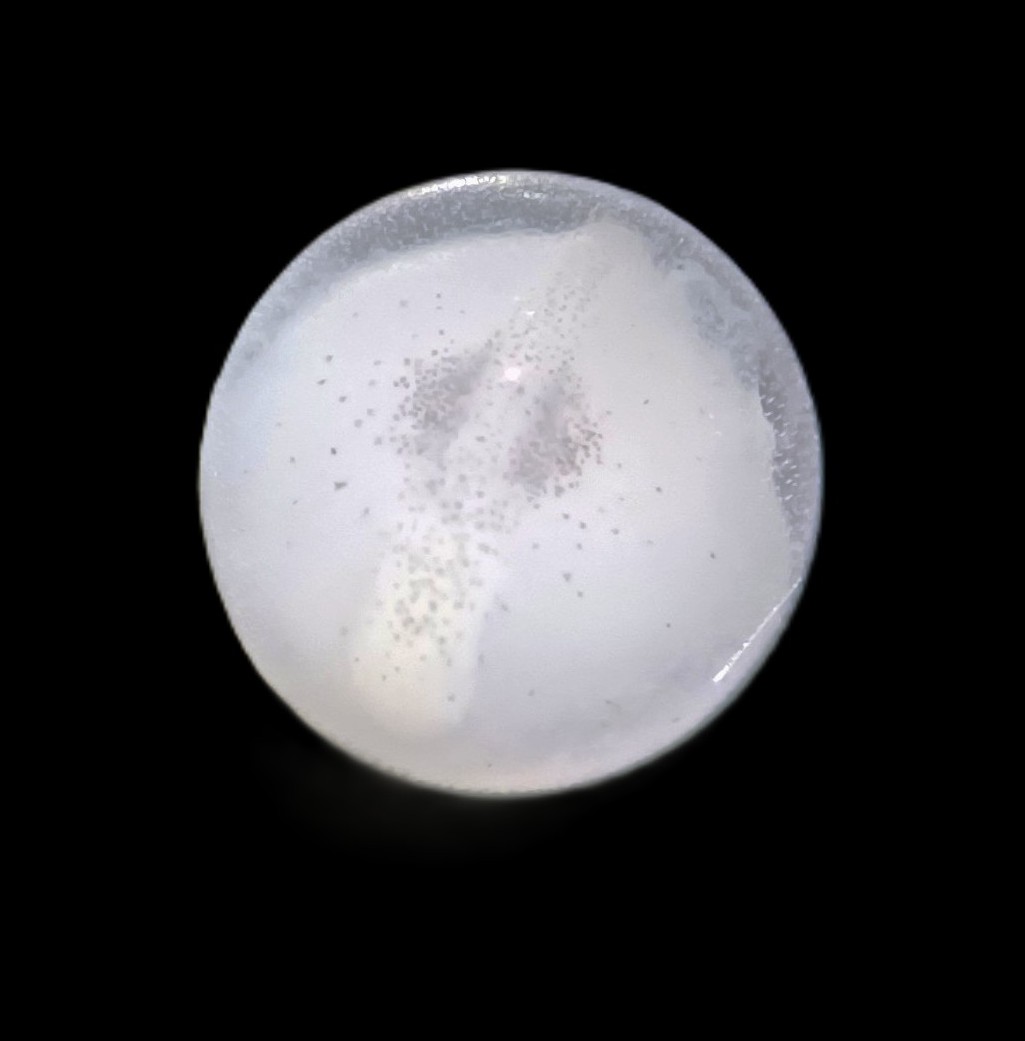 Specimen image
