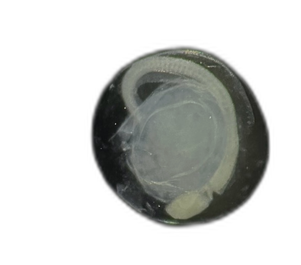 Specimen image