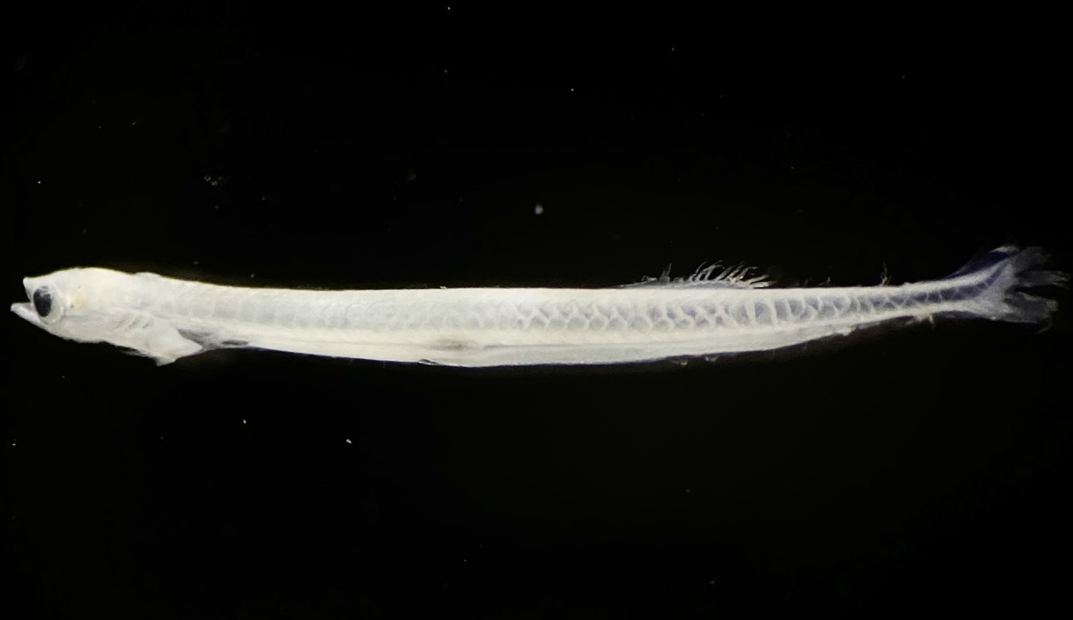Specimen image