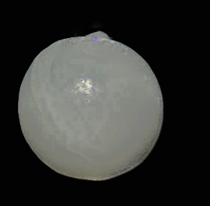 Specimen image