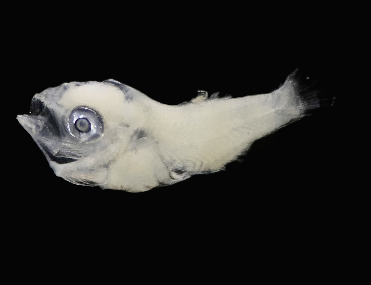 Specimen image