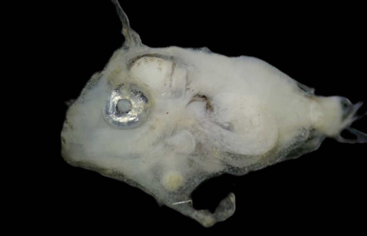 Specimen image