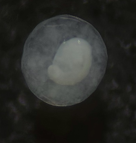 Specimen image