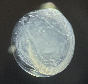 Specimen image
