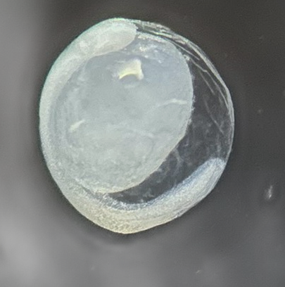 Specimen image