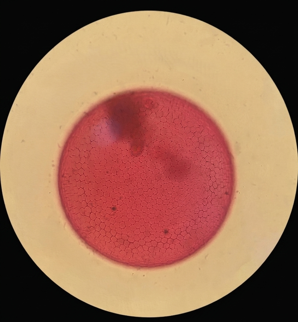 Specimen image