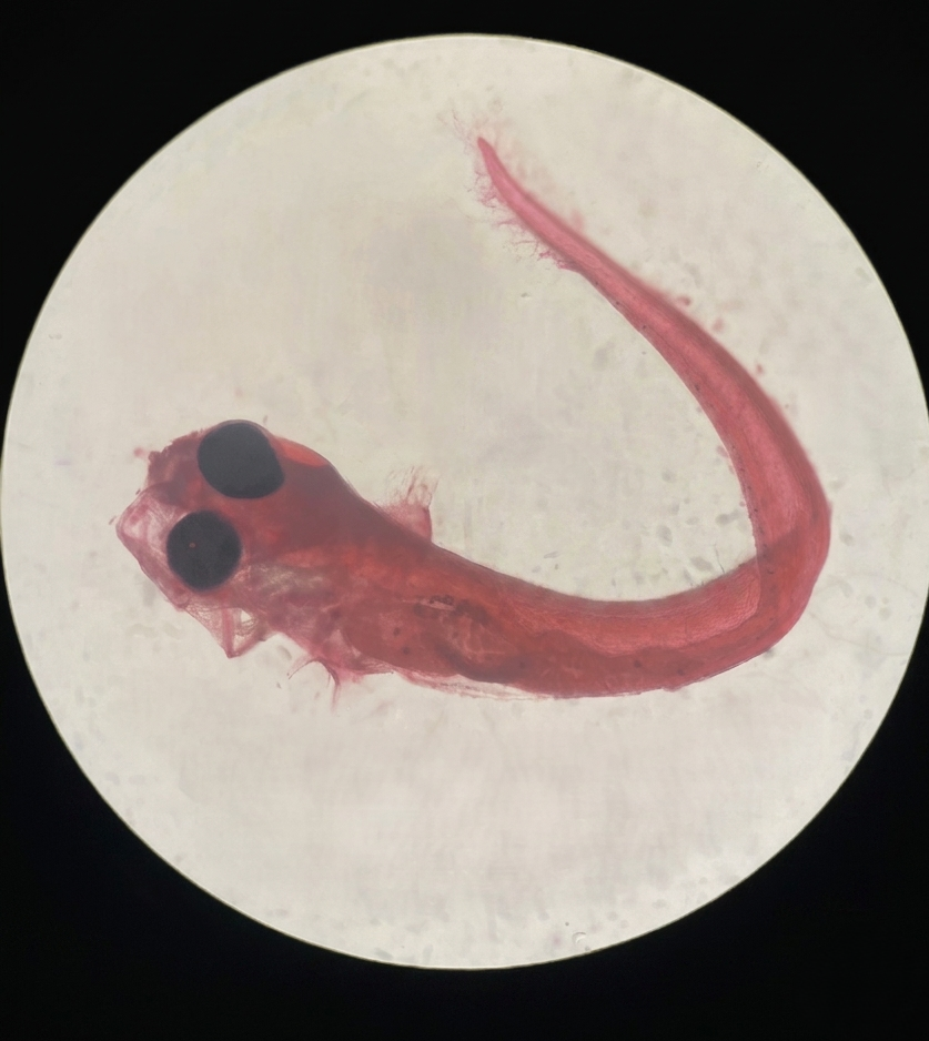 Specimen image