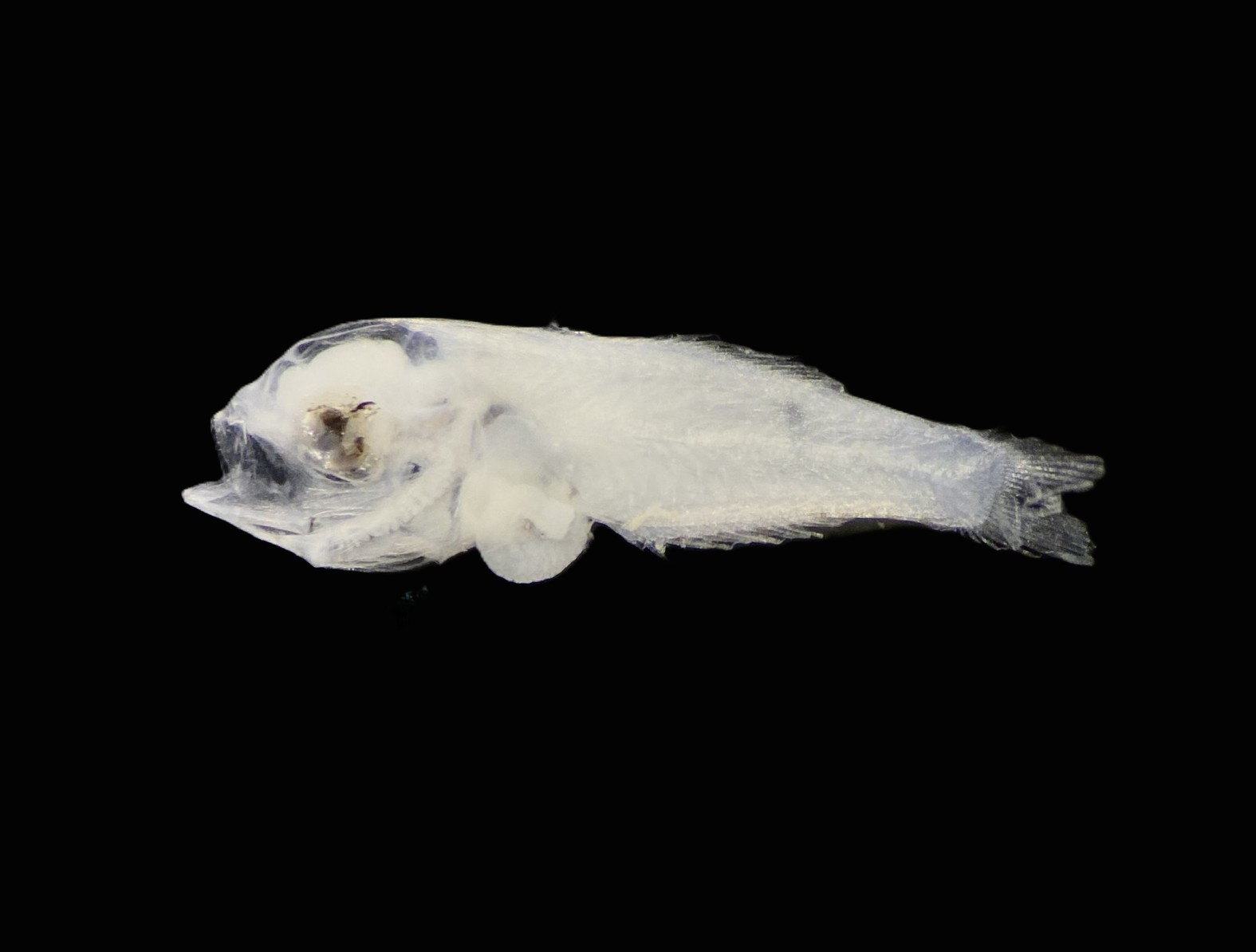Specimen image