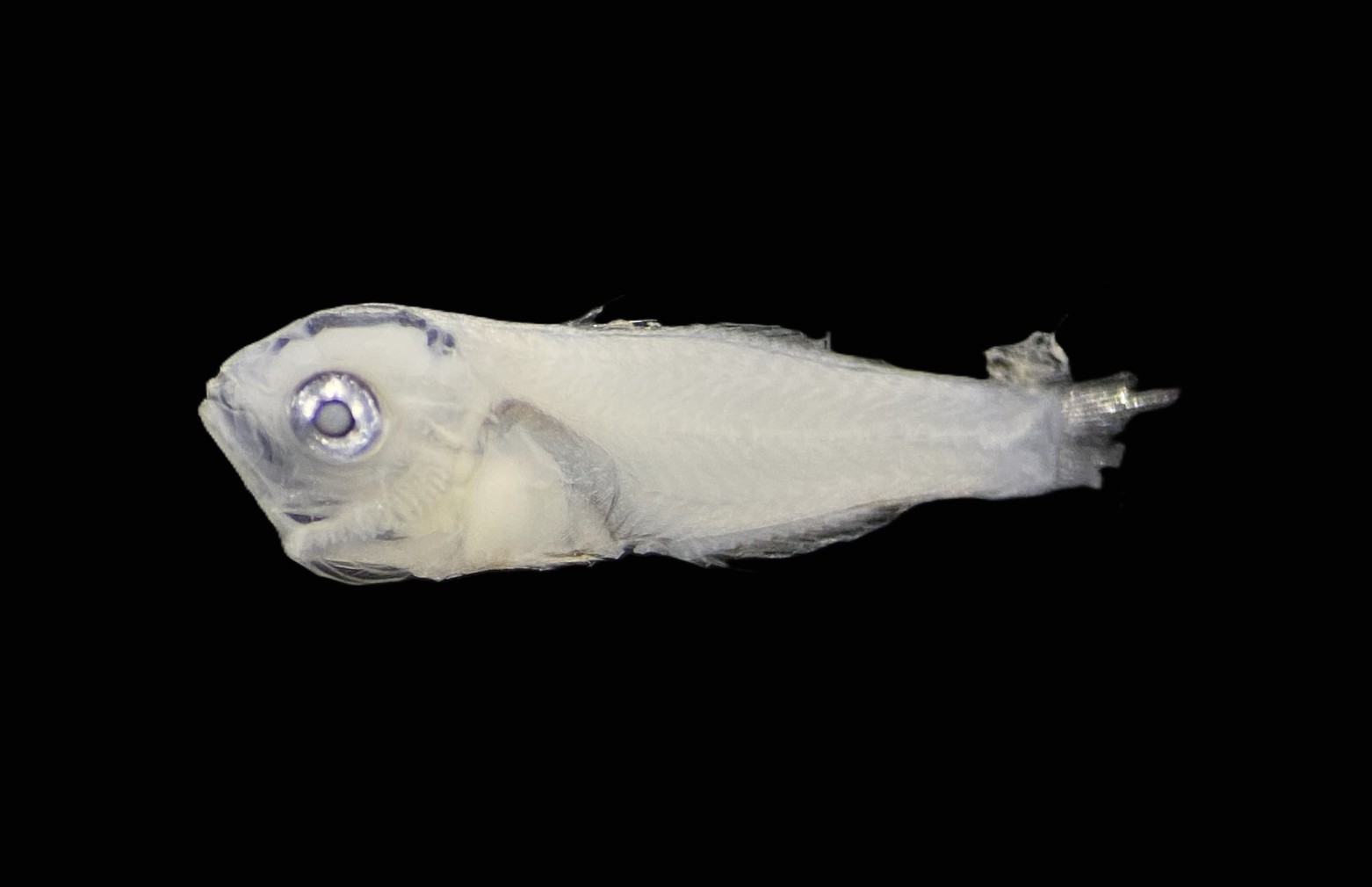 Specimen image
