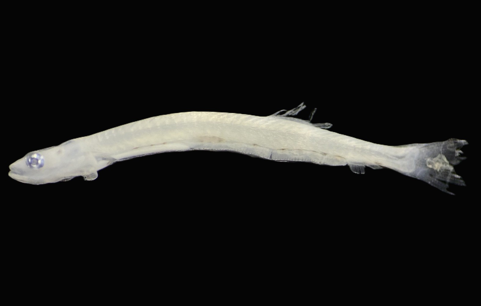Specimen image