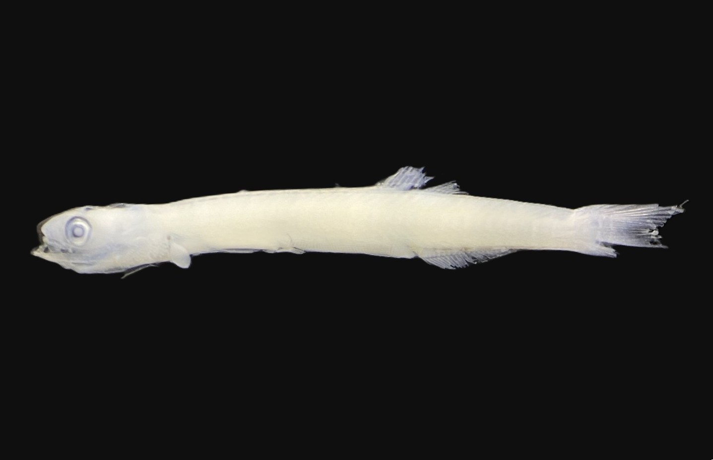 Specimen image